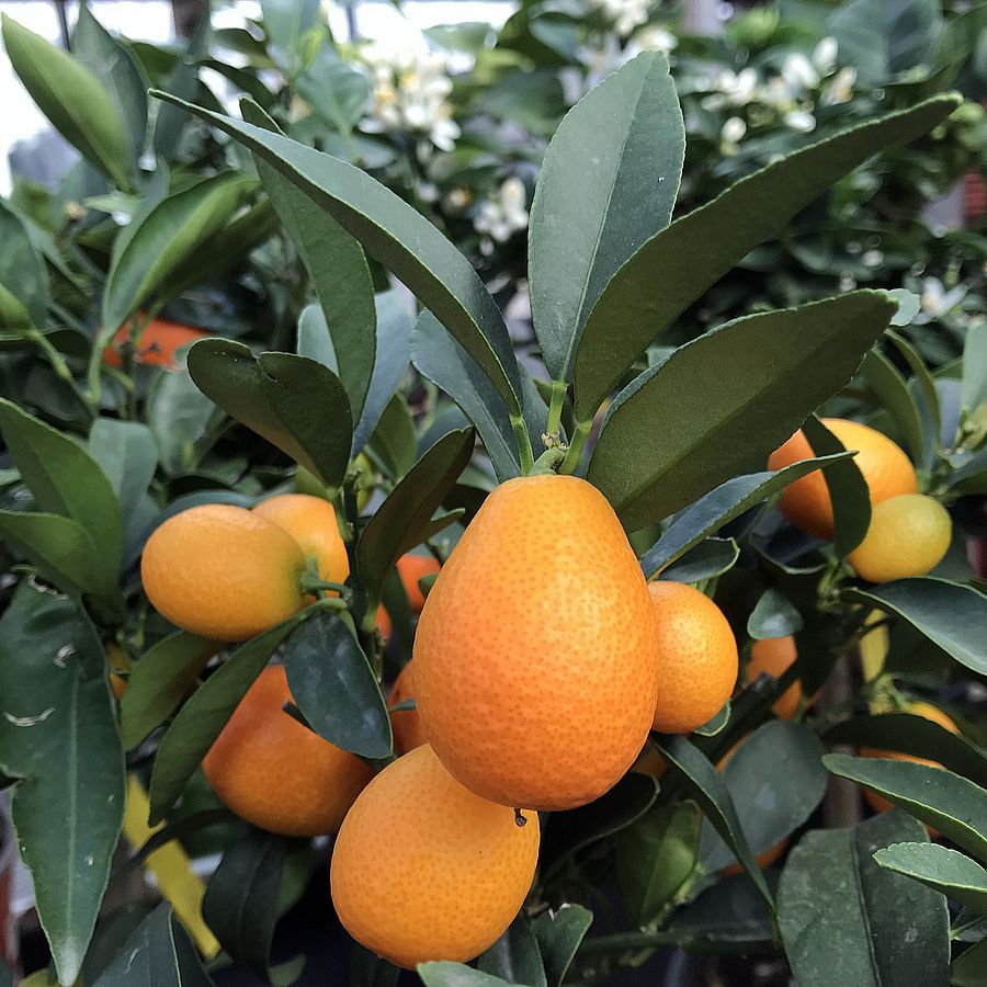 Kumkvat / koktélmandarin Citrus fortunella 'Kumquat'